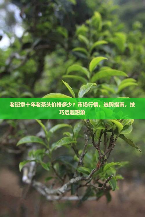 老班章十年老茶头价格