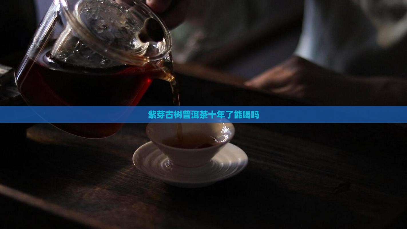 紫芽古树普洱茶十年