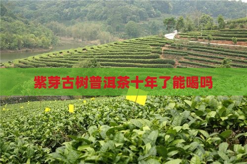 紫芽古树普洱茶十年