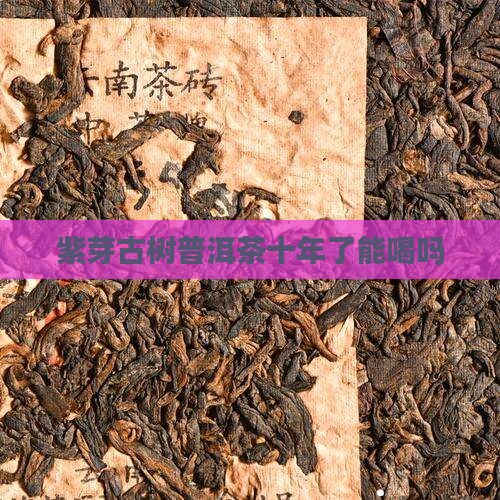 紫芽古树普洱茶十年