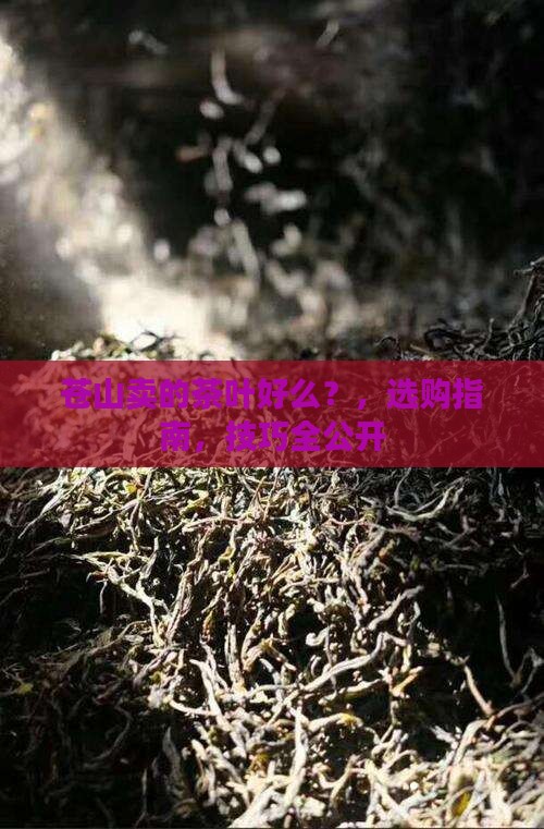 苍山卖的茶叶好么