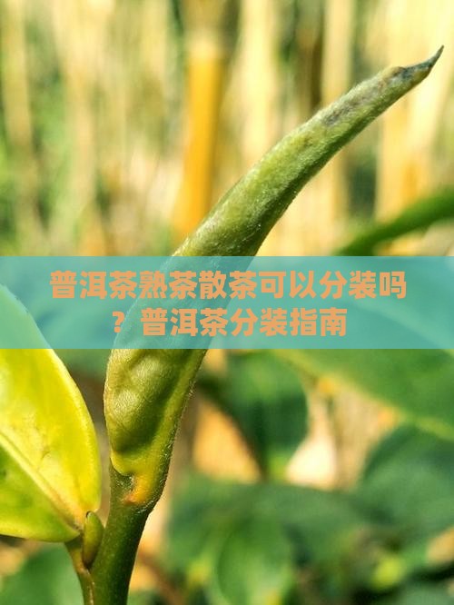 普洱茶熟茶散茶可以分装吗