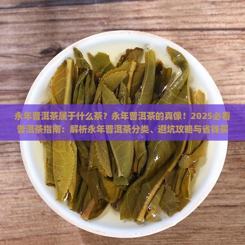 永年普洱茶属于什么茶