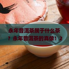 永年普洱茶属于什么茶