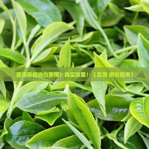 可以用普洱茶做白茶吗