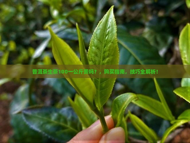 普洱茶生茶100一公斤贵吗