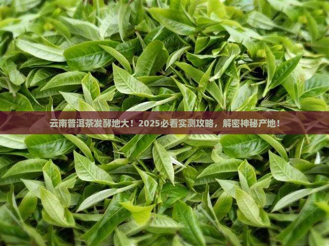 云南普洱茶在什么地方发酵