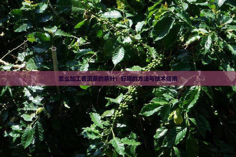 怎么加工普洱茶的茶叶