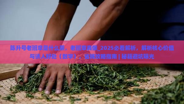 陈升号老班章是什么茶