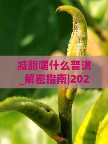 减脂喝什么普洱