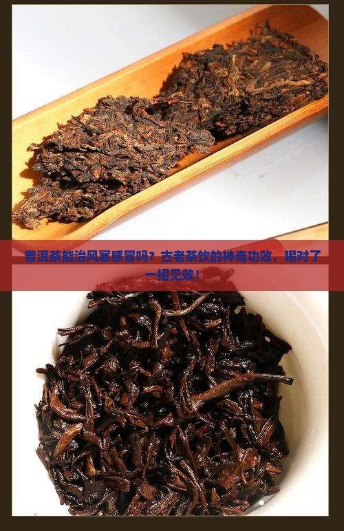 普洱茶能治风寒感冒吗
