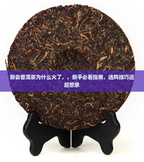 新会普洱茶为什么火了
