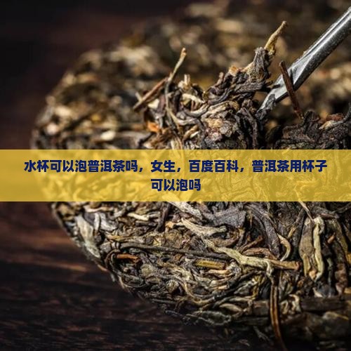 水杯可以泡普洱茶吗