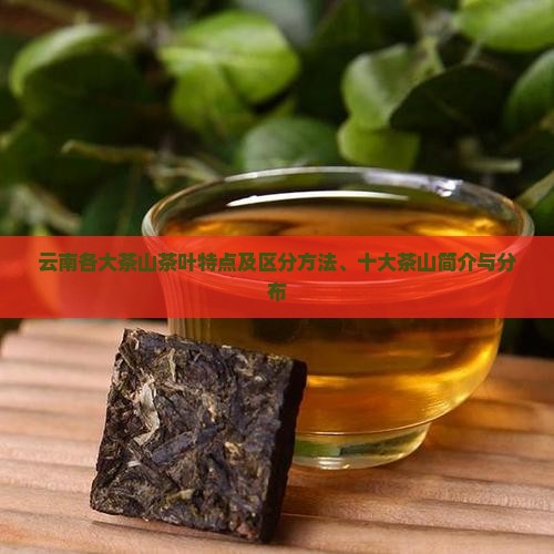 云南各大茶山茶叶特点