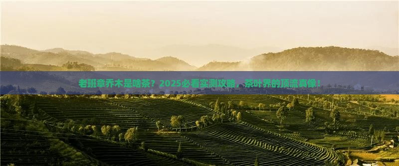 老班章乔木是什么茶