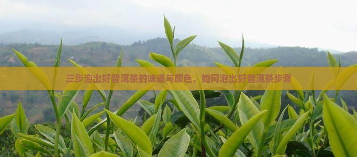 三步泡出好普洱茶