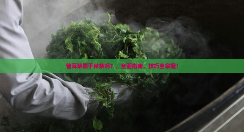 普洱茶属于秋茶吗