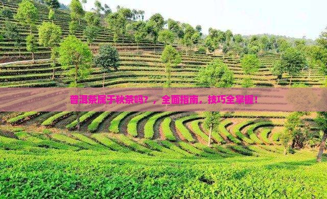普洱茶属于秋茶吗