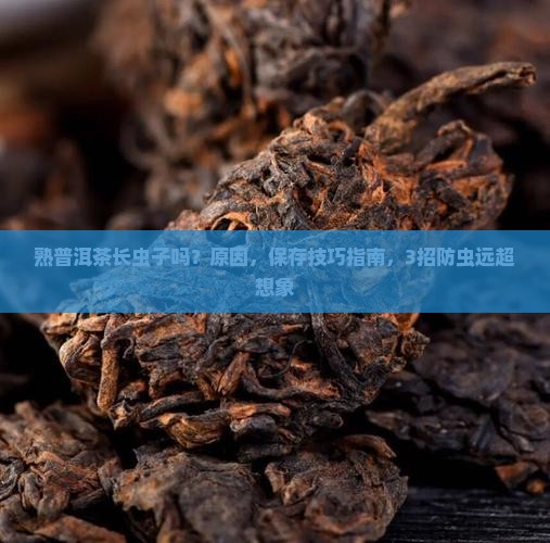 熟普洱茶长虫子吗