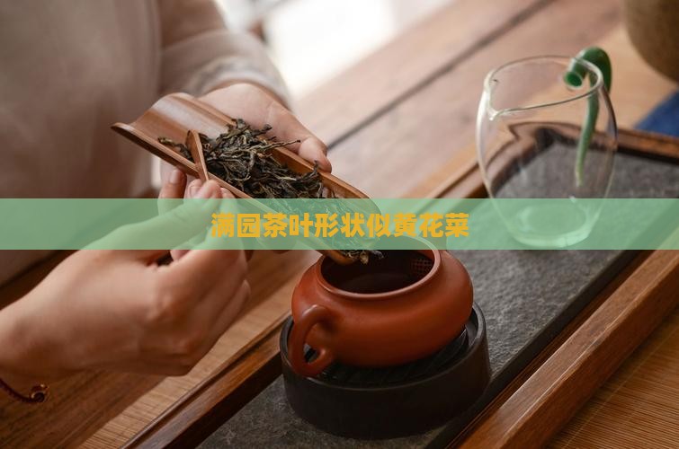 满园茶叶形状向黄花菜
