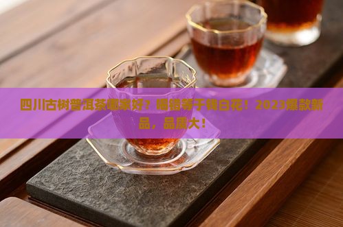 四川古树普洱茶哪家好