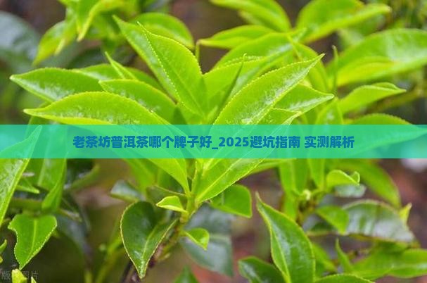 老茶坊普洱茶哪个牌子好