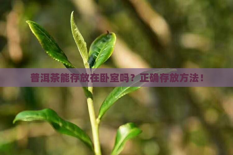 普洱茶能存放在卧室吗