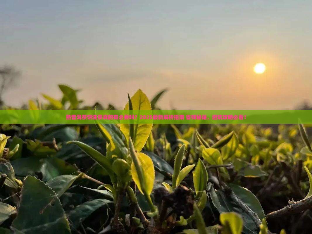 熟普洱茶饼用洗茶吗