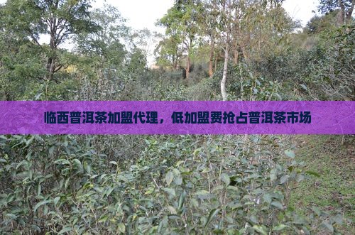 临西普洱茶加盟