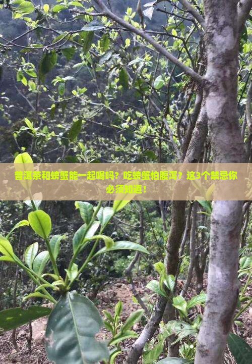 普洱茶和螃蟹能一起喝吗