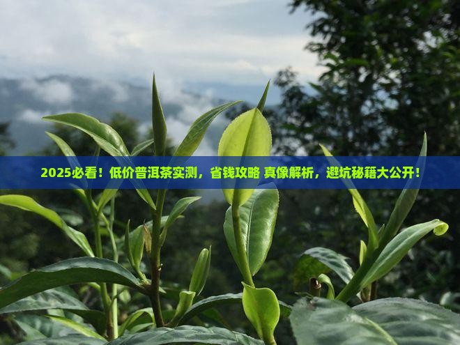 市场上的低价普洱茶评测