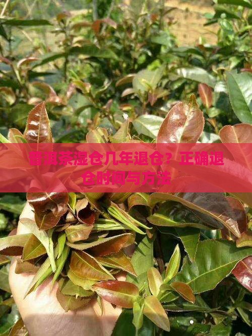 普洱茶湿仓几年退仓
