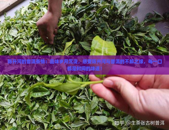 陈升河的普洱茶情
