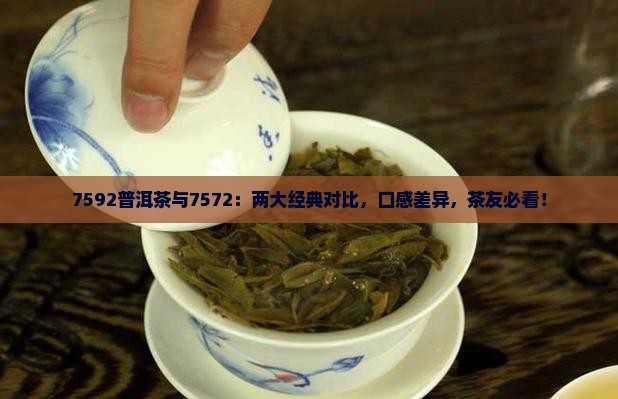 7592普洱茶与7572