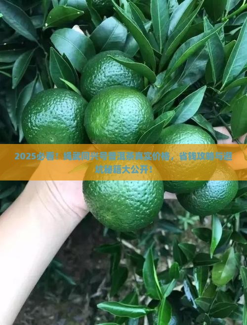 向绳武同兴号普洱茶多少钱