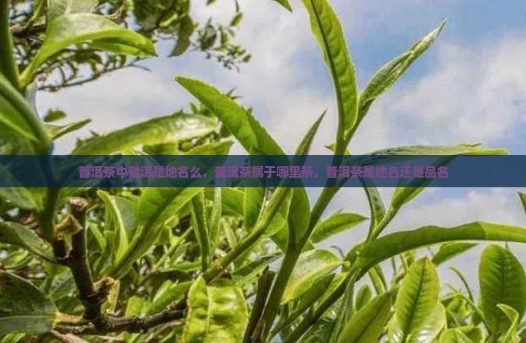 普洱茶中普洱是地名么