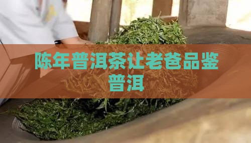 让老爸品鉴陈年普洱茶好吗