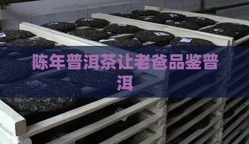 让老爸品鉴陈年普洱茶好吗