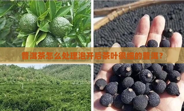 普洱茶泡开后茶叶很细怎么办