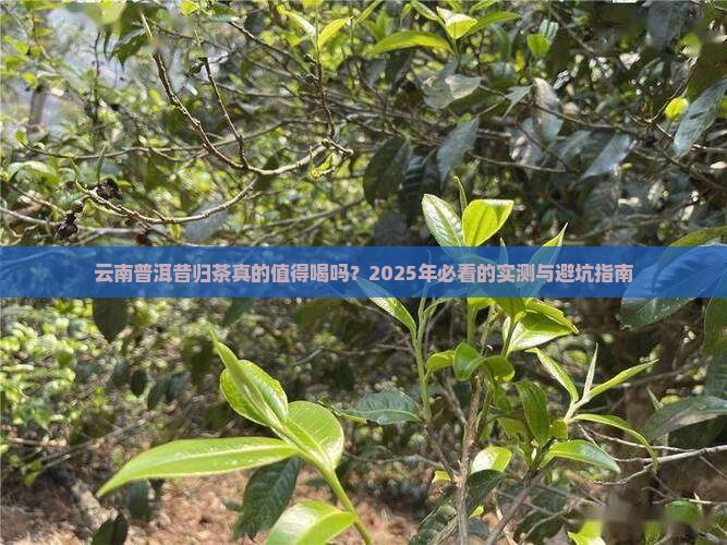 云南普洱昔归茶好不好