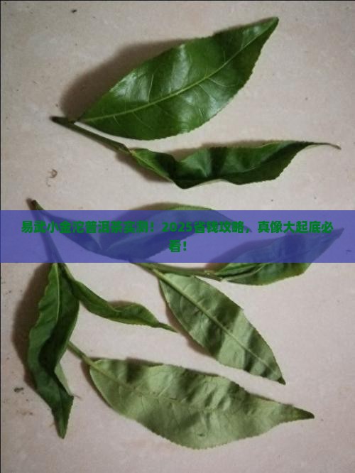易武小金沱普洱茶