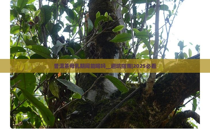 普洱茶母乳期间能喝吗