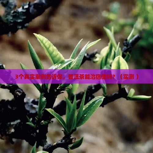 普洱茶能治疗宿便吗