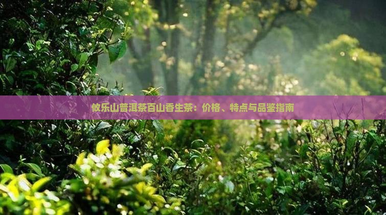 攸乐山普洱茶百山香生茶