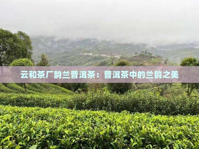 云和茶厂韵兰普洱茶
