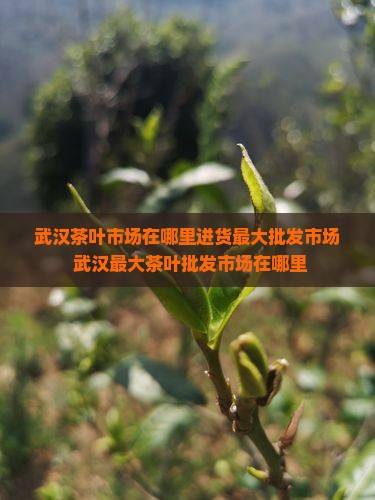 武汉茶叶市场在哪里