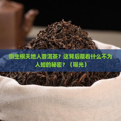 倒生根天地人普洱茶官网