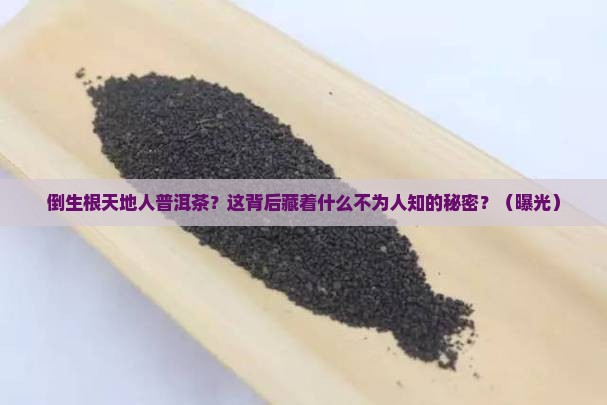 倒生根天地人普洱茶官网