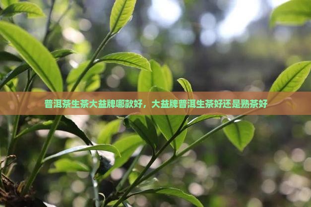 普洱茶生茶大益牌
