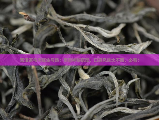 普洱茶与肉桂生与熟